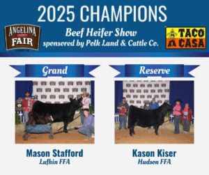 Beef Heifers