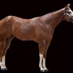 horse 2