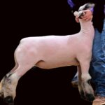 lamb